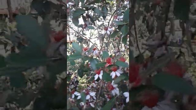 В Сочи цветет фейхоа. смотреть онлайн