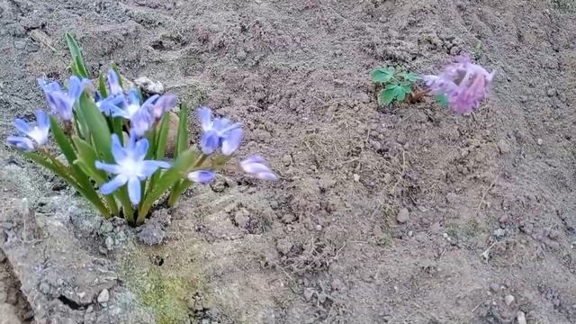 Цветут в середине марта смотреть онлайн