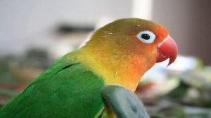 Уход за попугаями-неразлучниками в домашних условиях