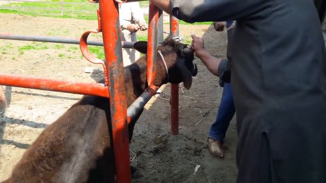 Unholy Cattle of India : Exposing Cruelty in the Indian Dairy Industry смотреть онлайн