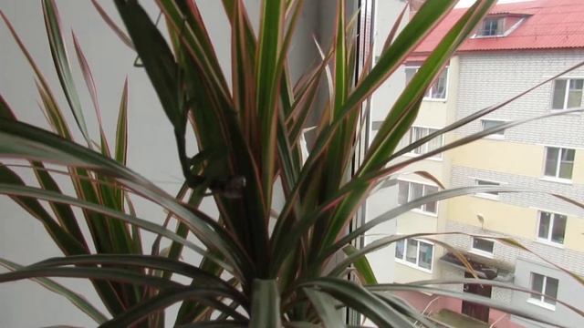 домашний богомол , кормление богомола смотреть онлайн