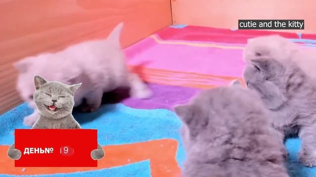 как растут котята от рождения до 10 недель смотреть онлайн