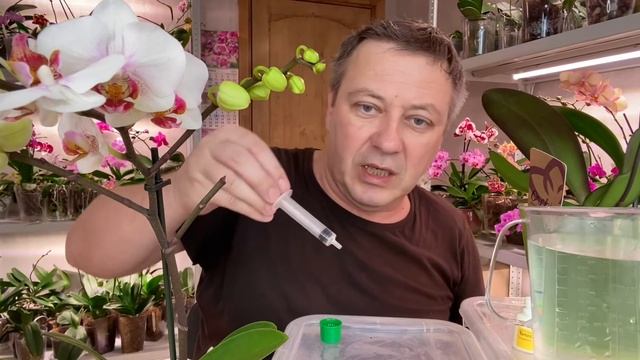 Топаз для новых орхидей корни и листья БУДУТ ЗДОРОВЫ смотреть онлайн