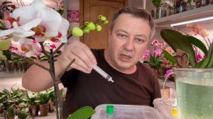 Топаз для новых орхидей корни и листья БУДУТ ЗДОРОВЫ