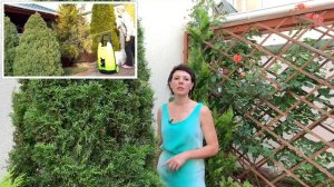 Опасный вредитель на туе. Уход за туей западной.