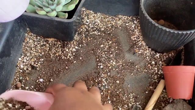 Unboxing Succulent And Cactus Plant | Potting Mix Guide | How I Plant Succulent And Cactus