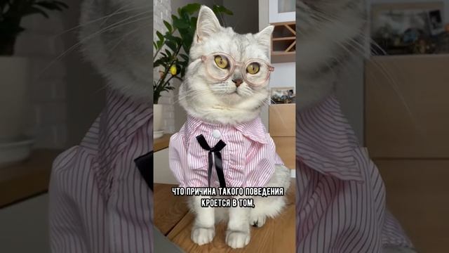 Кошки видят духов? #shorts #кот смотреть онлайн