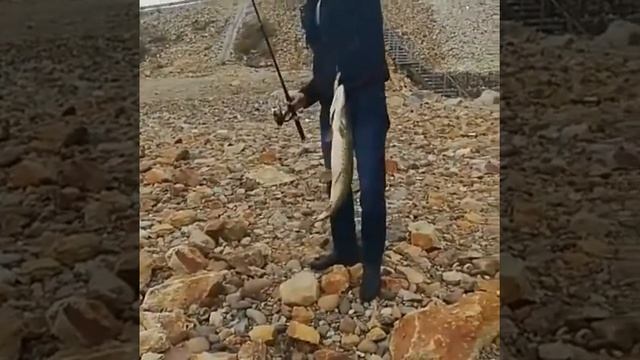 Нижнебурейская ГЭС рыбалка смотреть онлайн