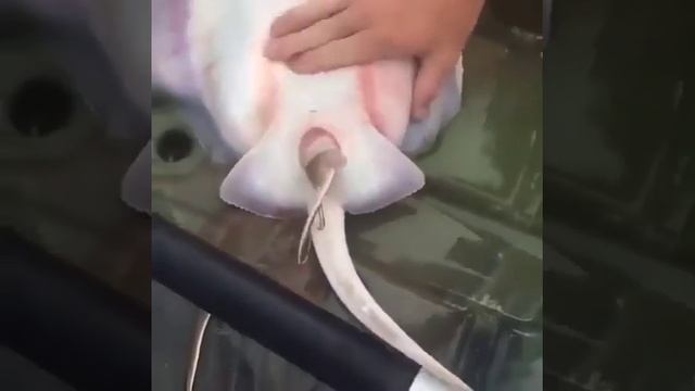 как рожают скаты смотреть онлайн