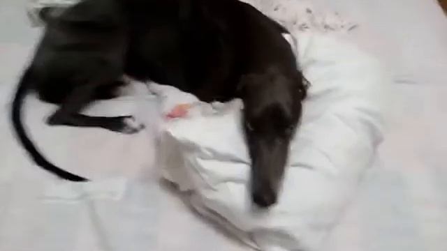 Грейхаунд,Ушли гости и он расстроился!но на кухню всегда ЗА! смотреть онлайн