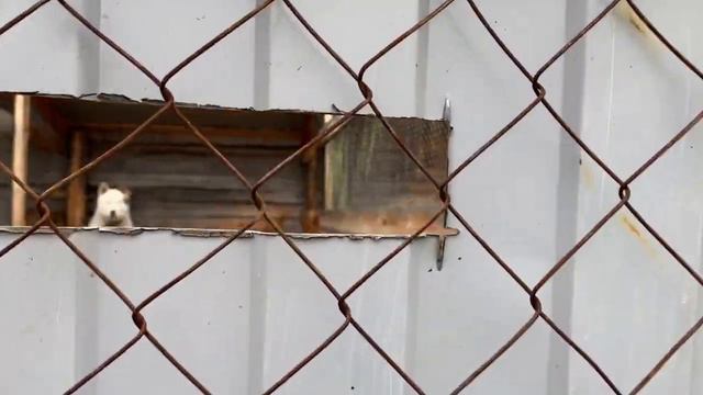 МУП Вилюит босхо сылдьар бырадьаак ыттары тутуутун үлэтэ от ыйын 7 күнүттэн саҕаламмыта смотреть онлайн