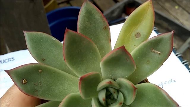 #1 #Echeveria #Pulidonis #Christmas смотреть онлайн