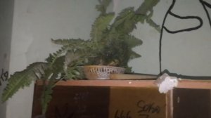 Заброшенный детский лагерь ФСБ Родничок в Балашихе