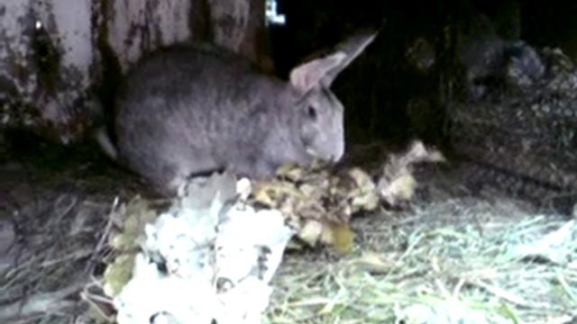 кролики кушают ветки -лпх далас смотреть онлайн