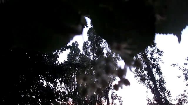 ЛИПОВЫЙ ЦВЕТ. ПОЛЕЗНЫЕ СВОЙСТВА смотреть онлайн