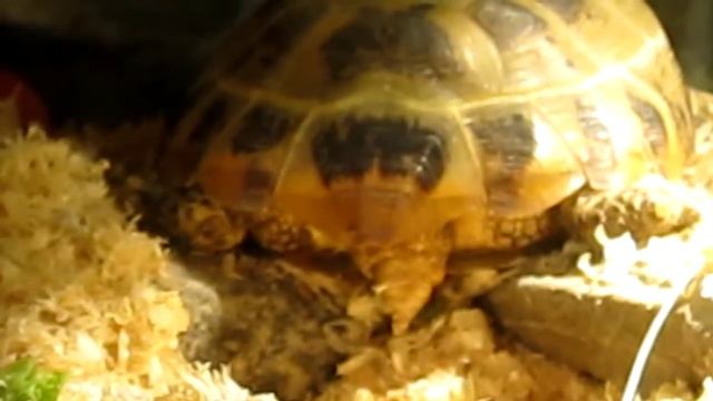 Turtle's making an egg (Черепаха несет яйцо) смотреть онлайн