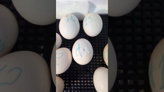 Первый писк куриных яиц смотреть онлайн