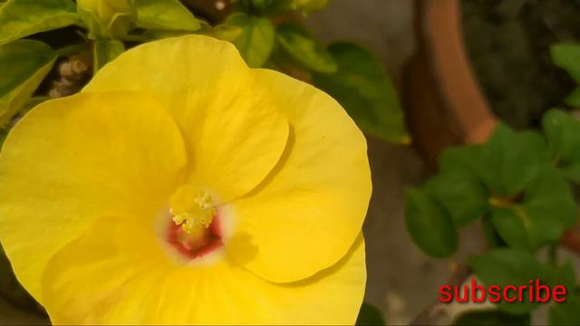 hibiscus flowers photo collection| variety of hibiscus flowers|different colour variety of hibiscus смотреть онлайн