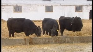 Абердин Ангус во Владимирской области