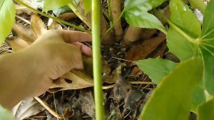 Фатсия в открытом грунте и ее размножение