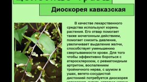 Диоскорея кавказская