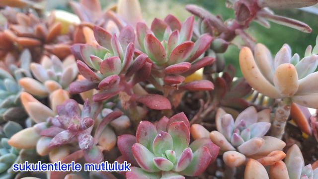 balkondaki sukulentlerimin bazılarının son durumlari смотреть онлайн