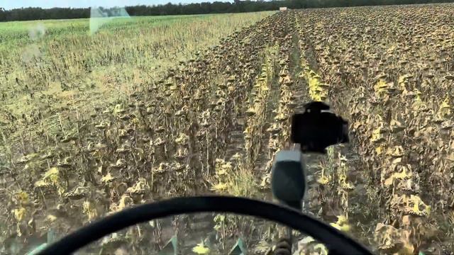 Жнива. Соняшник. Піонер 113. 7 вересня 2023 р. смотреть онлайн