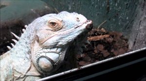 Пресмыкающиеся. 14.10.20 г.