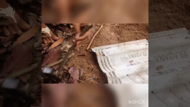 Как тайцы птиц ловят смотреть онлайн