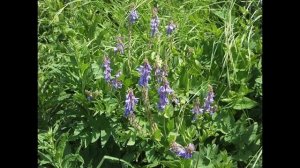 424_Пажитник. Для приправы. Для здоровья. Как сидерат