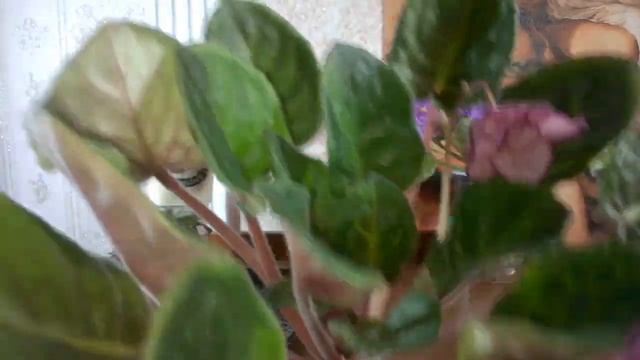 Серамис и Фиалки. 3 года без пересадки! смотреть онлайн