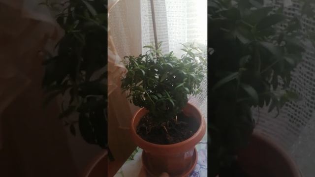 Как я формирую МИРТ мелколистный смотреть онлайн