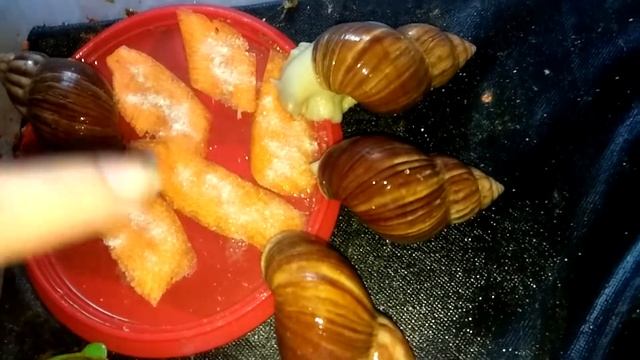 Возможно возвращаюсь?! Закончился кальций для улиток ахатин( ?? смотреть онлайн