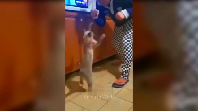 Laugh Overloads - Funniest Cats and Dogs Part 12 смотреть онлайн