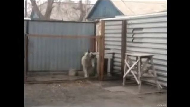Собака танцевака смотреть онлайн