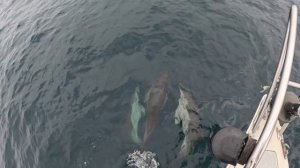 Дельфины белобочки резвятся. Чёрное Море