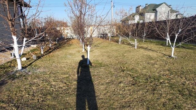 Рецепт побелки деревьев