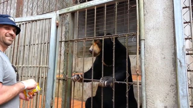 Кормление медведя в зоопарке в Далате (Вьетнам) смотреть онлайн
