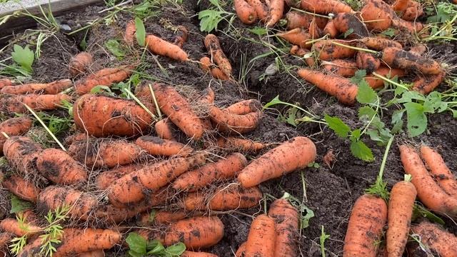 Заготовка моркови на зиму. Уборка моркови смотреть онлайн
