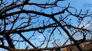 Особенность груши "талгарская красавица"