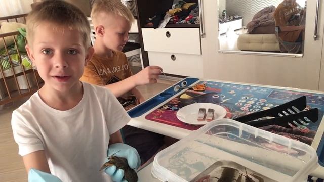 Ты даже не мог представить, что раки бывают такими… смотреть онлайн