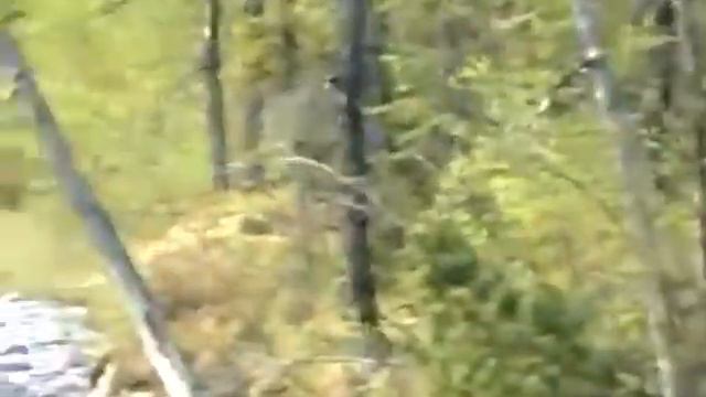 Охота на медьведя смотреть онлайн