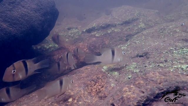 Guianacara Geayi - French Guiana