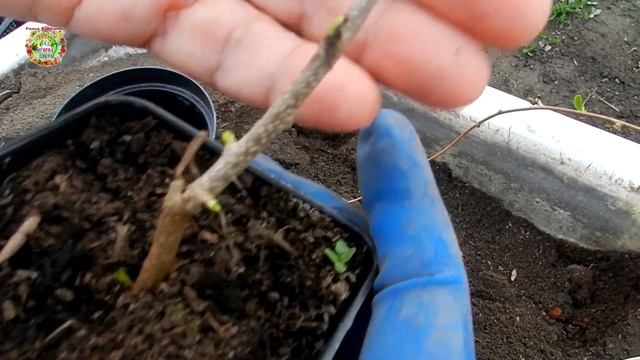 Саженцы из посылки. Что делать дальше? смотреть онлайн