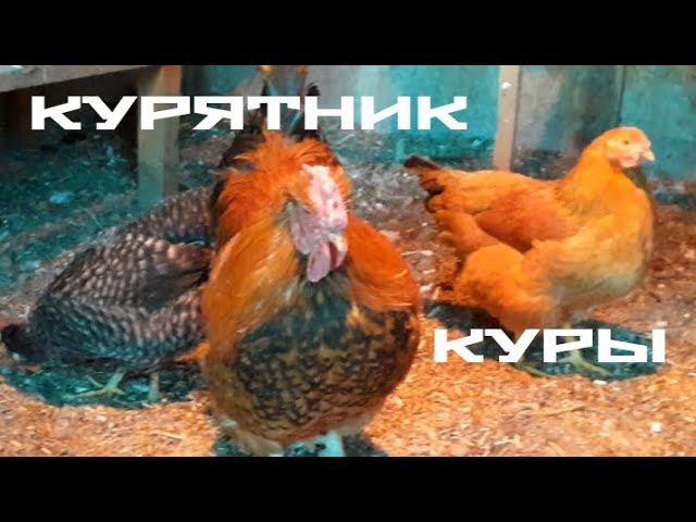 курятник, куры и пёс.... смотреть онлайн