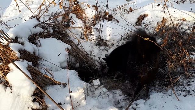 РЕЛ Гектор. 7 мес. вл.Сиглов О.Г. Охота на норку смотреть онлайн