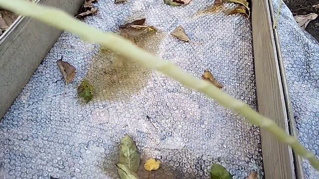 Укрытие лаванды, а надо? Юг Украины, Запорожье смотреть онлайн