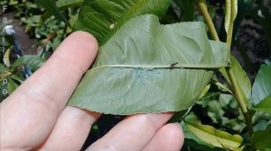 Тля на Персике Исчезнет Сразу! Лучшее Средство Как Избавиться от Тли на Деревьях в Саду