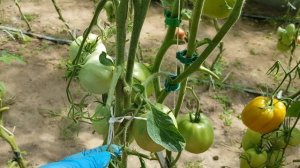 Томат Солдатово 30.07.22