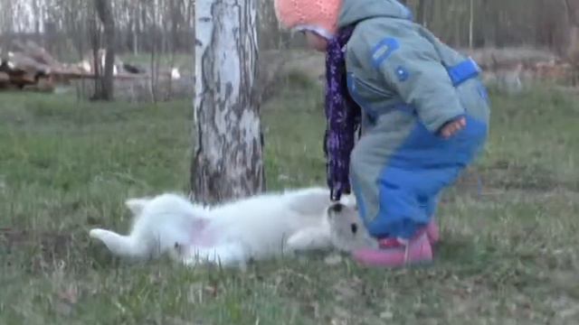 Питомник сибирских хаски Волыч. Ривьера. смотреть онлайн